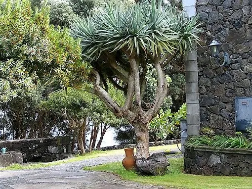 Aldeia Da Fonte Resort Lajes do Pico
